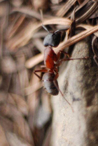 Ant || NIKON D80/50mm f/1.8@50 | 1/500s | f1.8 | ISO220 || 2008-05-31 15:14:55