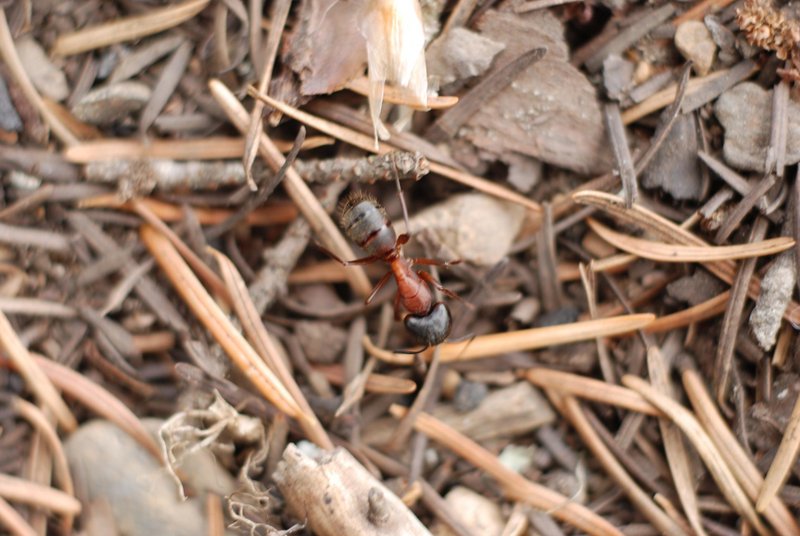 Ant || NIKON D80/50mm f/1.8@50 | 1/40s | f3.5 | ISO100 || 2008-05-31 15:10:02