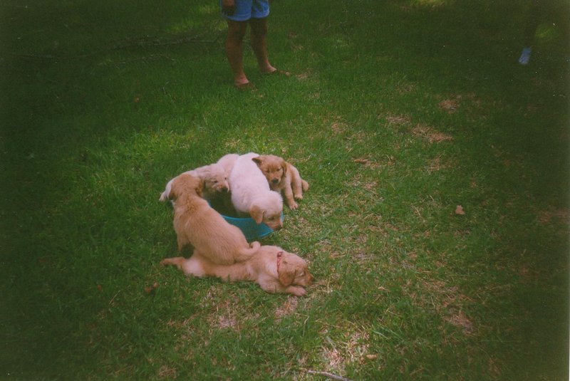 puppies_2 |