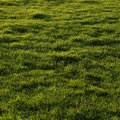 Grass || NIKON D80/50mm f/1.8@50 | 1/125s | f5.6 | ISO100 || 2007-10-13 17:43:48