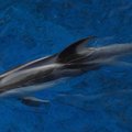 dolphin1 || NIKON D80/50mm f/1.8@50 | 1/50s | f1.8 | ISO100 || 2007-11-03 16:54:57