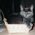 basket-kitty |
