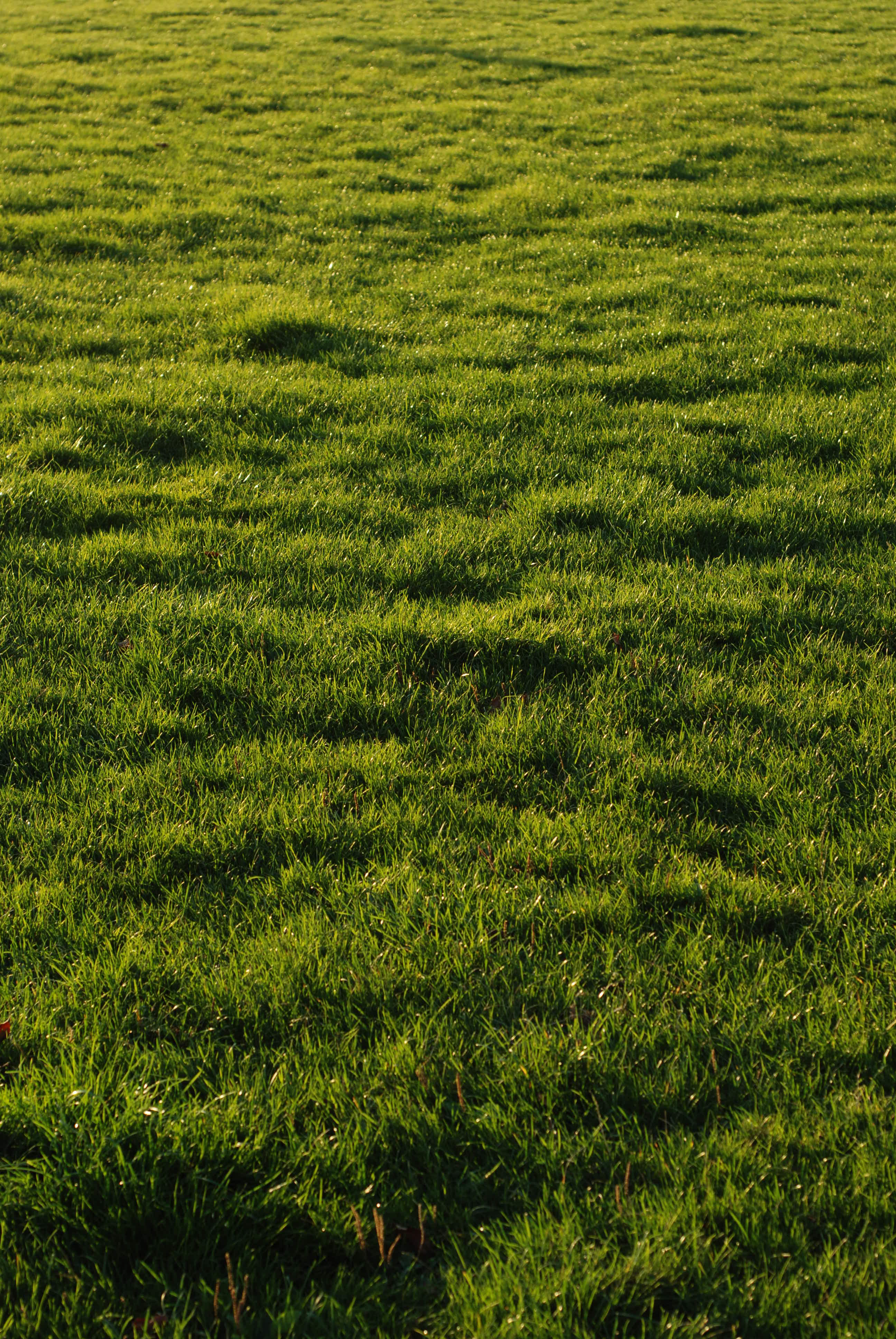 Grass || NIKON D80/50mm f/1.8@50 | 1/125s | f5.6 | ISO100 || 2007-10-13 17:43:48