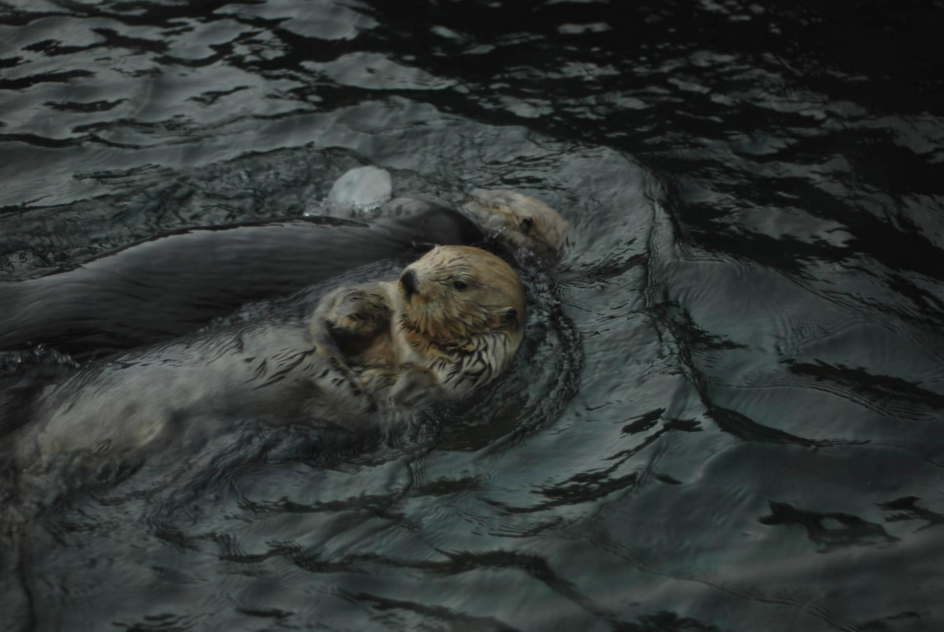 otter1 || NIKON D80/50mm f/1.8@50 | 1/100s | f1.8 | ISO100 || 2007-11-03 16:56:51