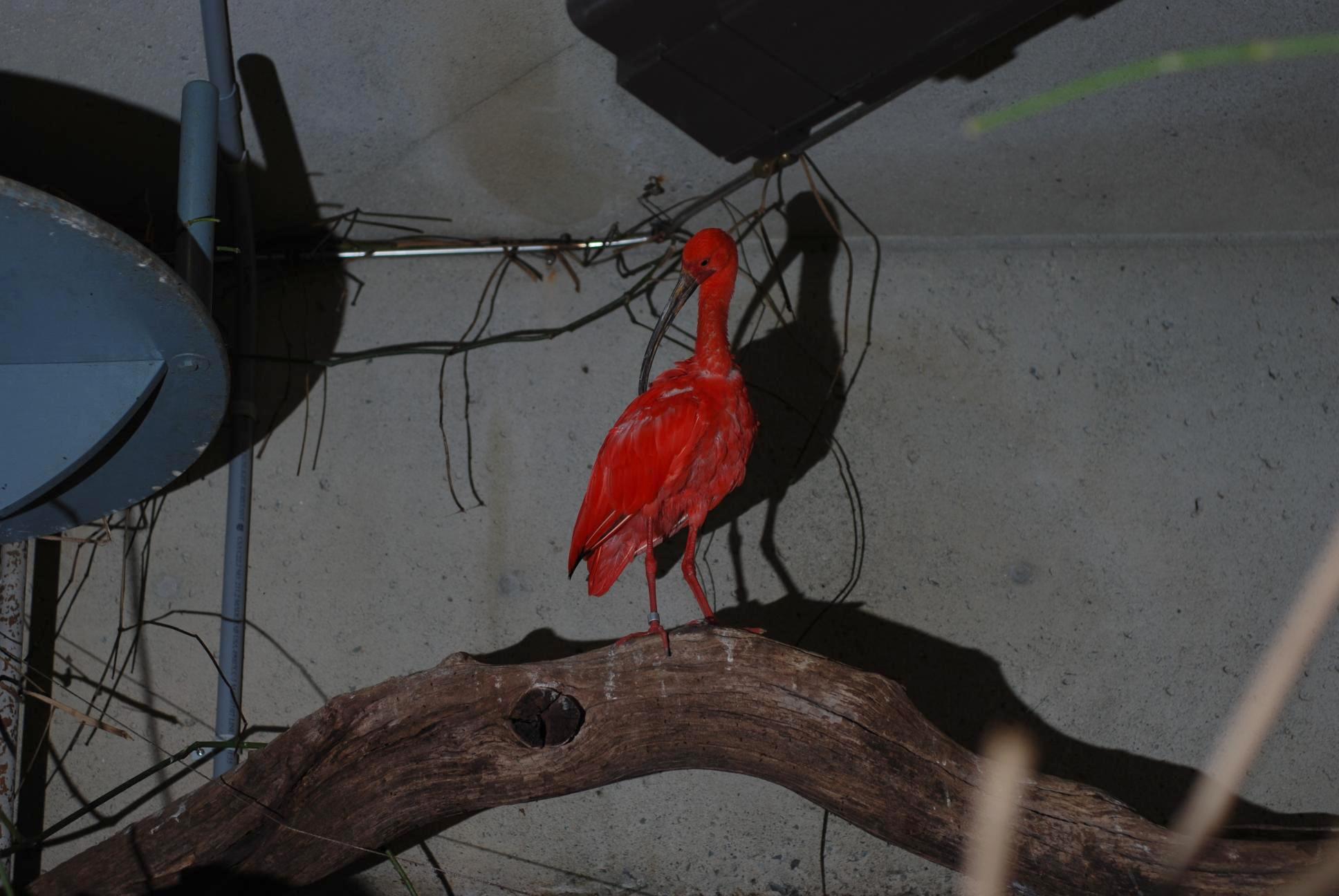 scarlet_ibis || NIKON D80/50mm f/1.8@50 | 1/60s | f2.8 | ISO100 || 2007-11-03 16:40:22