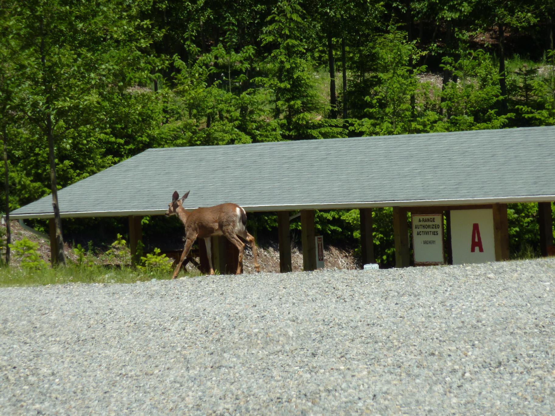 Deer at Cascade range (only to be shot with camera) || DMC-ZS3@45.7 | 1/500s | f4.8 | ISO80 || 2010-06-12 15:25:49