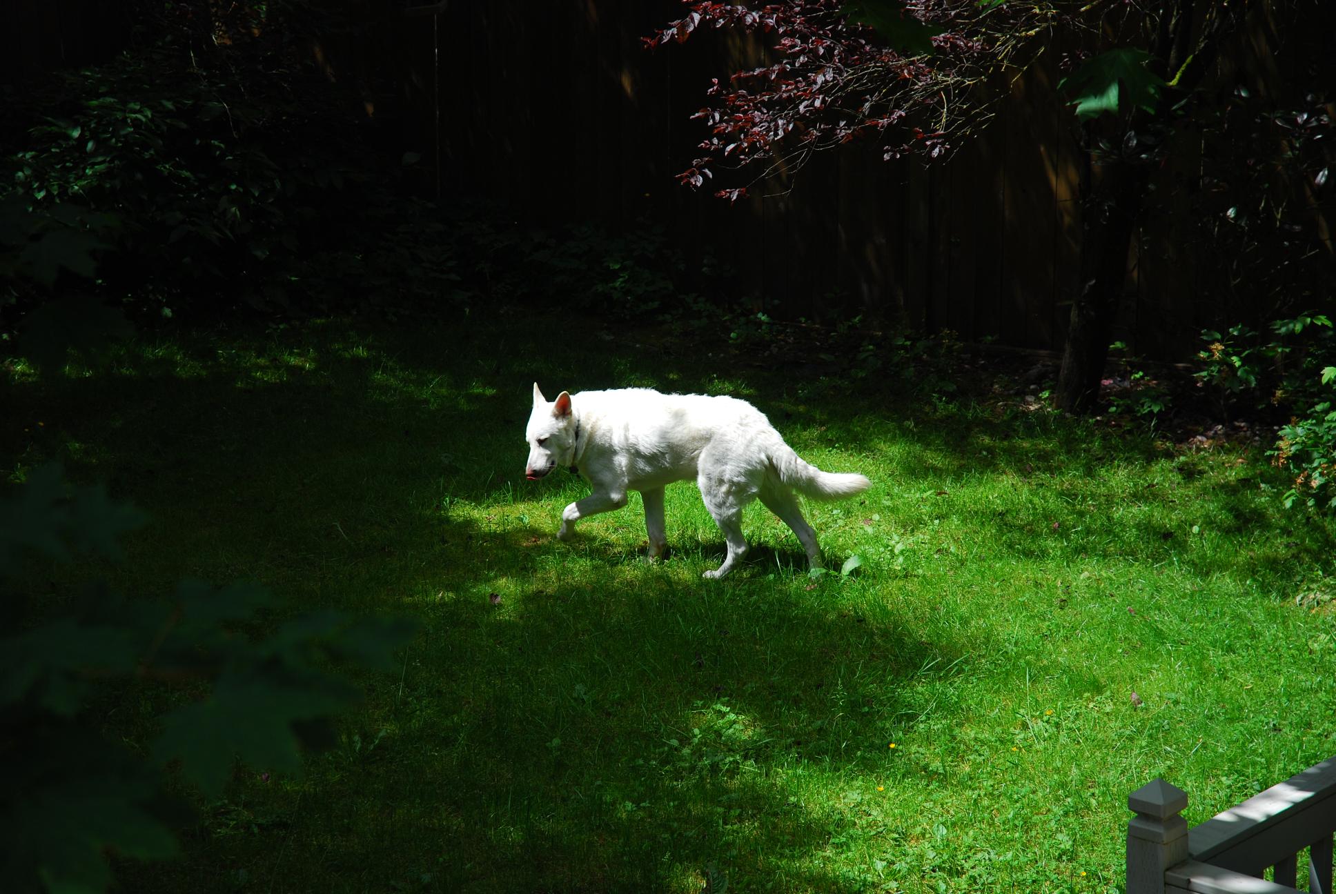 Balto in the yard || NIKON D80/18-70mm f/3.5-4.5@70 | 1/400s | f5 | ISO100 || 2010-06-13 11:35:19