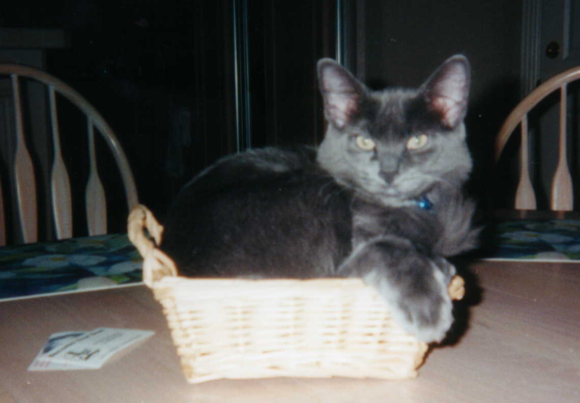basket-kitty |